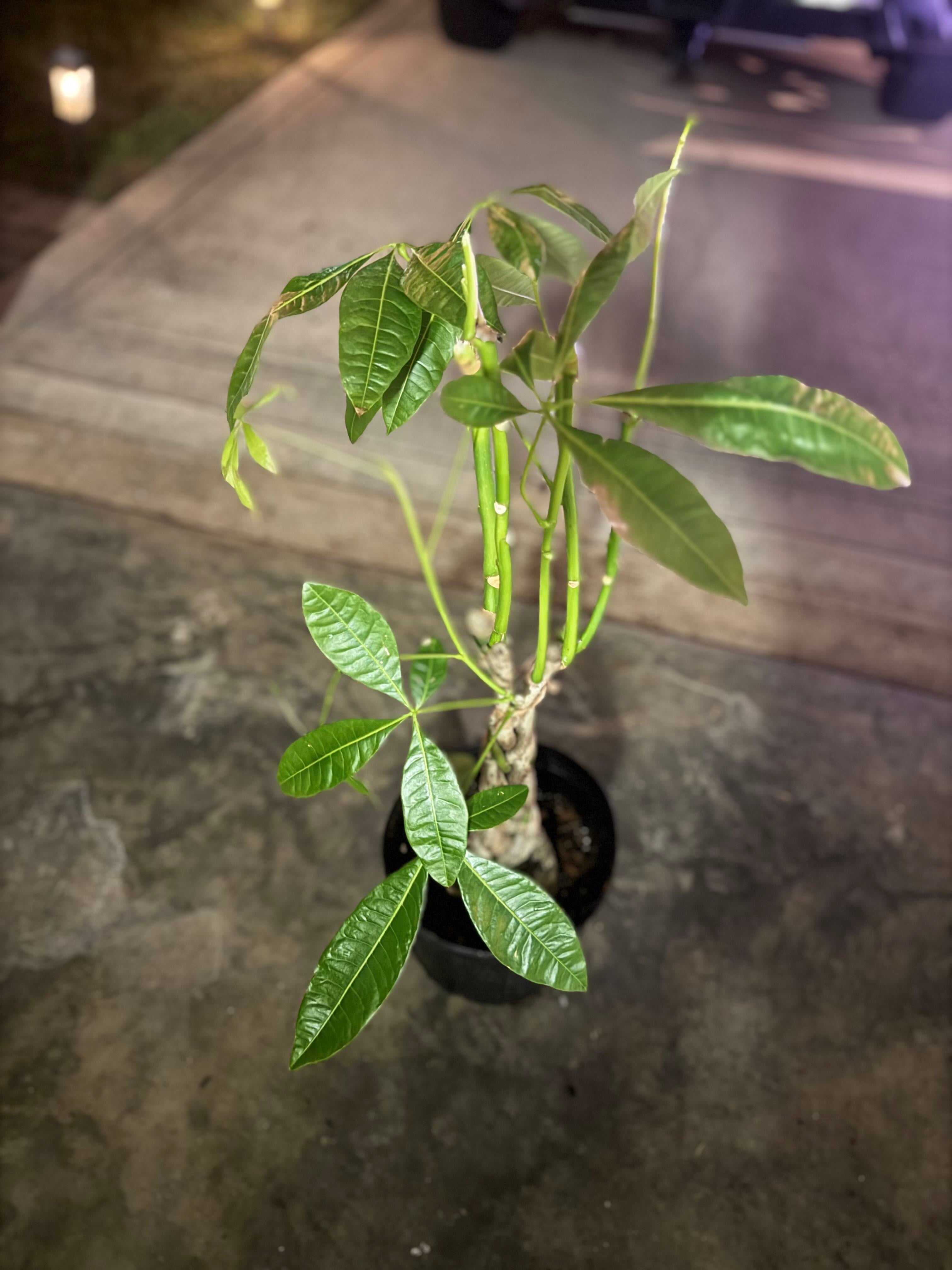 9 Tips for Selecting the Best Pot for Money Tree Plant 🪴