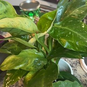 Photo of the plant species Philodendron 'Jose Buono' by @WonderWoman13 named Gregory Eddie on Greg, the plant care app
