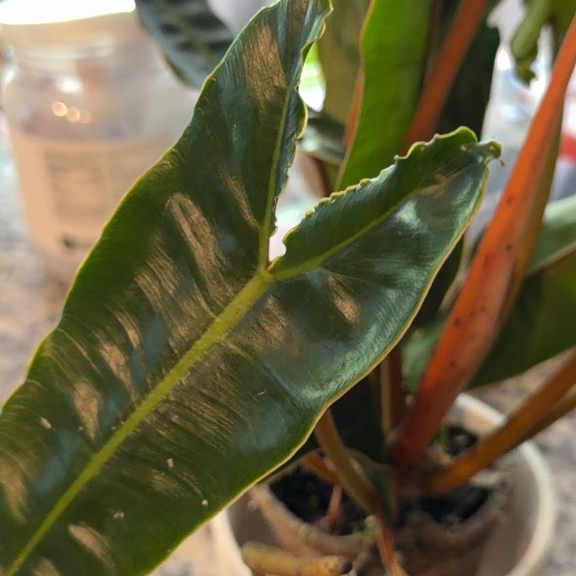 Photo of the plant species Philodendron billietiae by @WonderWoman13 named Elle on Greg, the plant care app