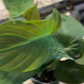 Photo of the plant species Camposportoanum Velvet Shield by @WonderWoman13 named Regine Hunter on Greg, the plant care app
