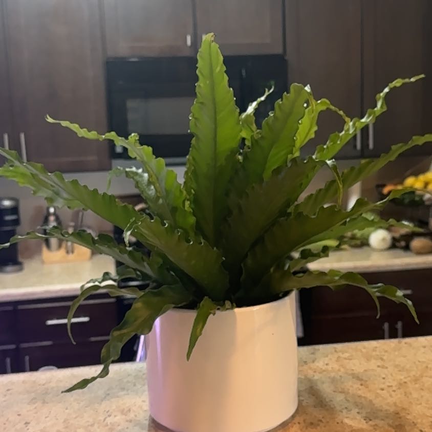 Photo of the plant species Anthurium Black Birds Nest by @EpitomeBilberry named Rihanna on Greg, the plant care app