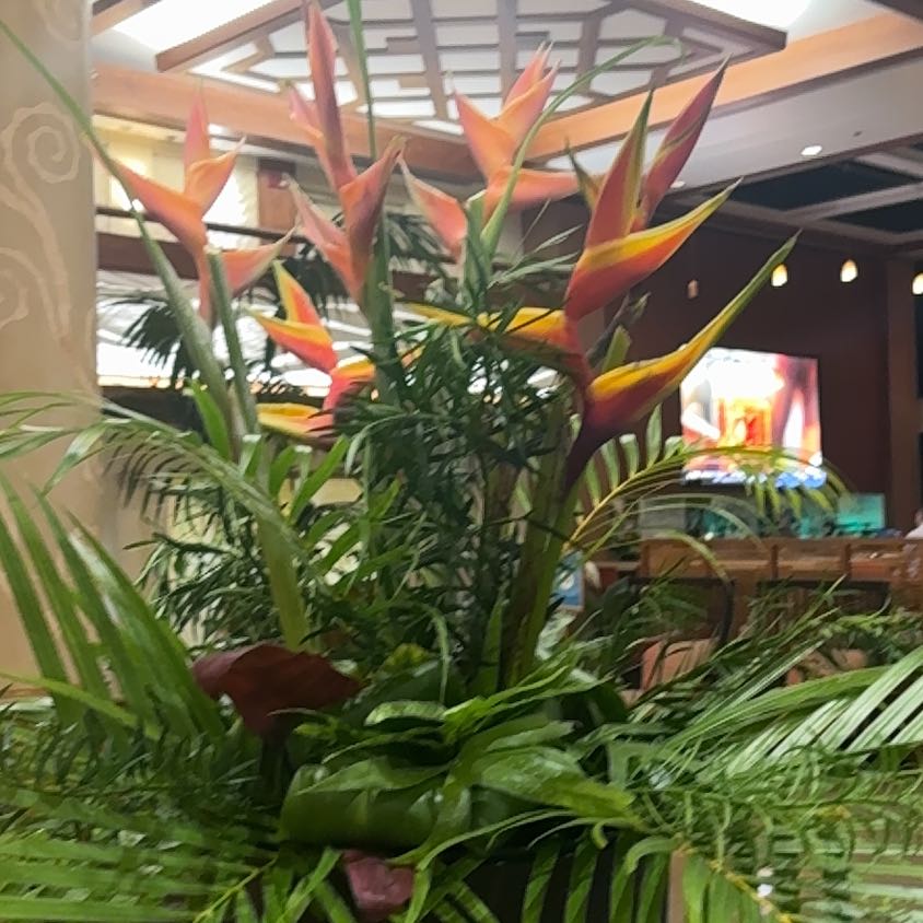 Photo of the plant species Red Palulu by @EpitomeBilberry named Harmony on Greg, the plant care app