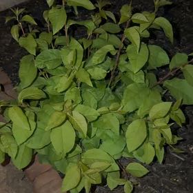 Photo of the plant species Japanese Knotweed by @EpitomeBilberry named Prince on Greg, the plant care app