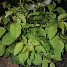 Photo of the plant species Japanese Knotweed by @EpitomeBilberry named James Dean on Greg, the plant care app