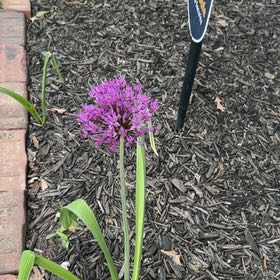 Photo of the plant species Elephant Garlic by @EpitomeBilberry named Captain Plant-it on Greg, the plant care app