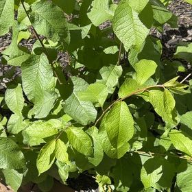 Photo of the plant species Bird Cherry by @EpitomeBilberry named Walt on Greg, the plant care app