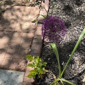 Photo of the plant species Elephant Garlic by @EpitomeBilberry named Eva on Greg, the plant care app