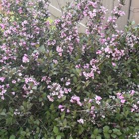 Photo of the plant species Sexton's Bride by @EpitomeBilberry named Daphne on Greg, the plant care app