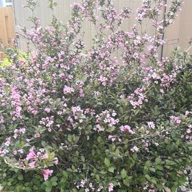 Photo of the plant species Sexton's Bride by @EpitomeBilberry named Marley on Greg, the plant care app