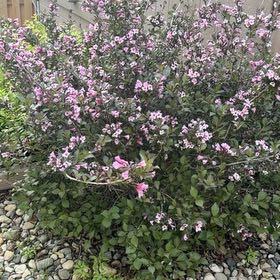 Photo of the plant species Pink Azalea by @EpitomeBilberry named Orwell on Greg, the plant care app