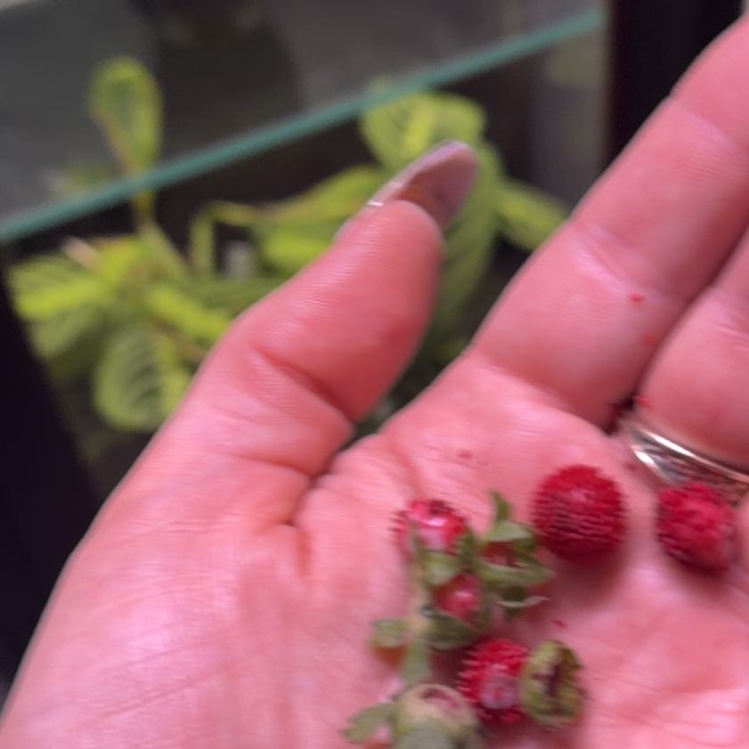 Photo of the plant species Mock Strawberry by @EpitomeBilberry named Taylor Swift on Greg, the plant care app