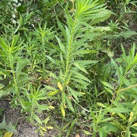 Photo of the plant species Canadian Fleabane by @EpitomeBilberry named Scarlett on Greg, the plant care app