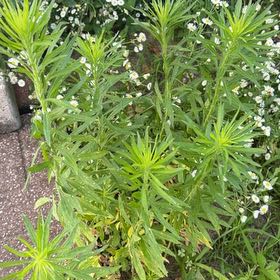 Photo of the plant species Canadian Fleabane by @EpitomeBilberry named Navajo on Greg, the plant care app