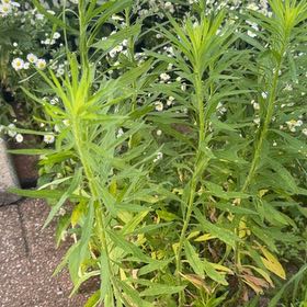 Photo of the plant species Daisy by @EpitomeBilberry named Dax on Greg, the plant care app
