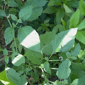 Photo of the plant species Black Nightshade by @EpitomeBilberry named Sahara on Greg, the plant care app