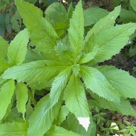 Photo of the plant species American Burnweed by @EpitomeBilberry named Huckleberry Fern on Greg, the plant care app