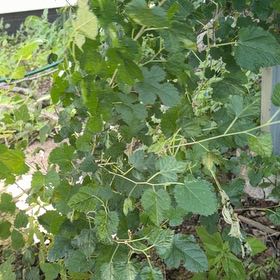 Photo of the plant species White Mulberry by @EpitomeBilberry named Rainier on Greg, the plant care app