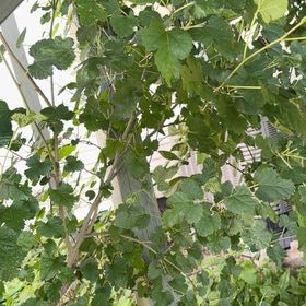 Photo of the plant species White Mulberry by @EpitomeBilberry named Lola on Greg, the plant care app