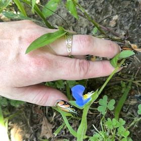 Photo of the plant species Asiatic Dayflower by @EpitomeBilberry named Darwin on Greg, the plant care app