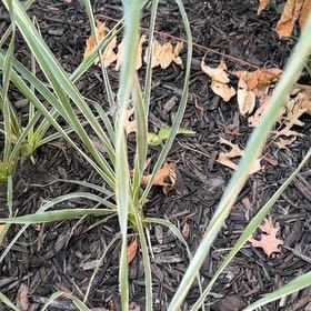 Photo of the plant species Pampas Grass by @EpitomeBilberry named Plato on Greg, the plant care app