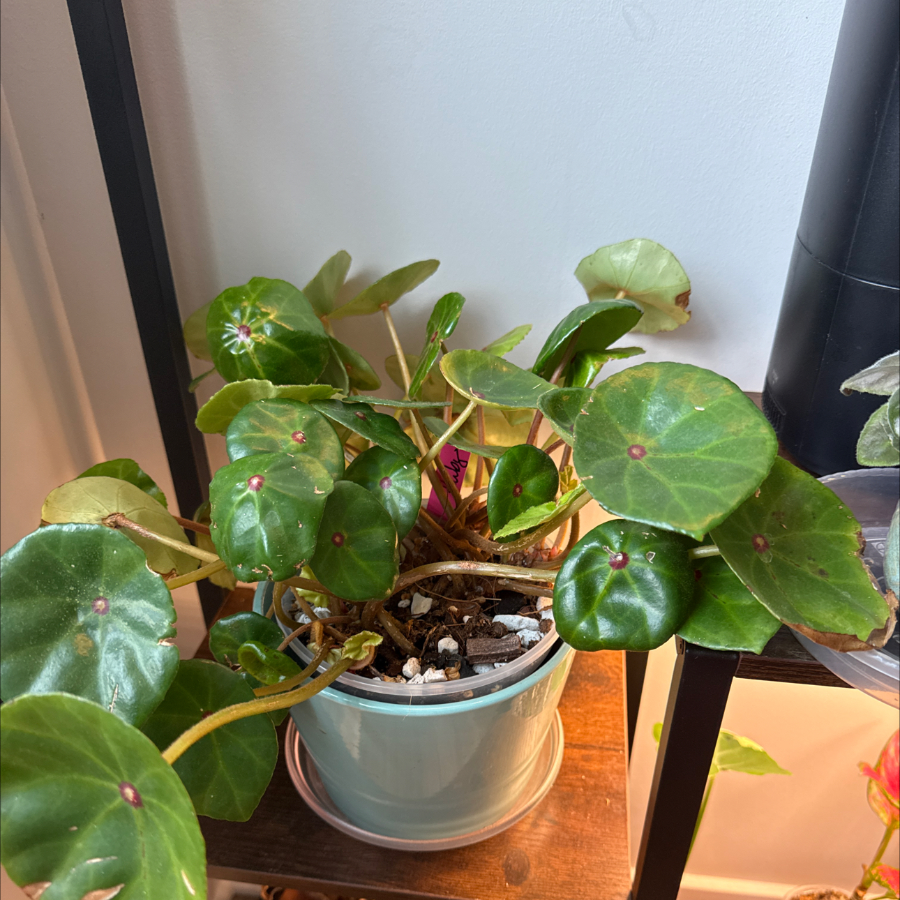 Photo of the plant species Red Ruby Begonia by @Grandmaplants named Ruby on Greg, the plant care app
