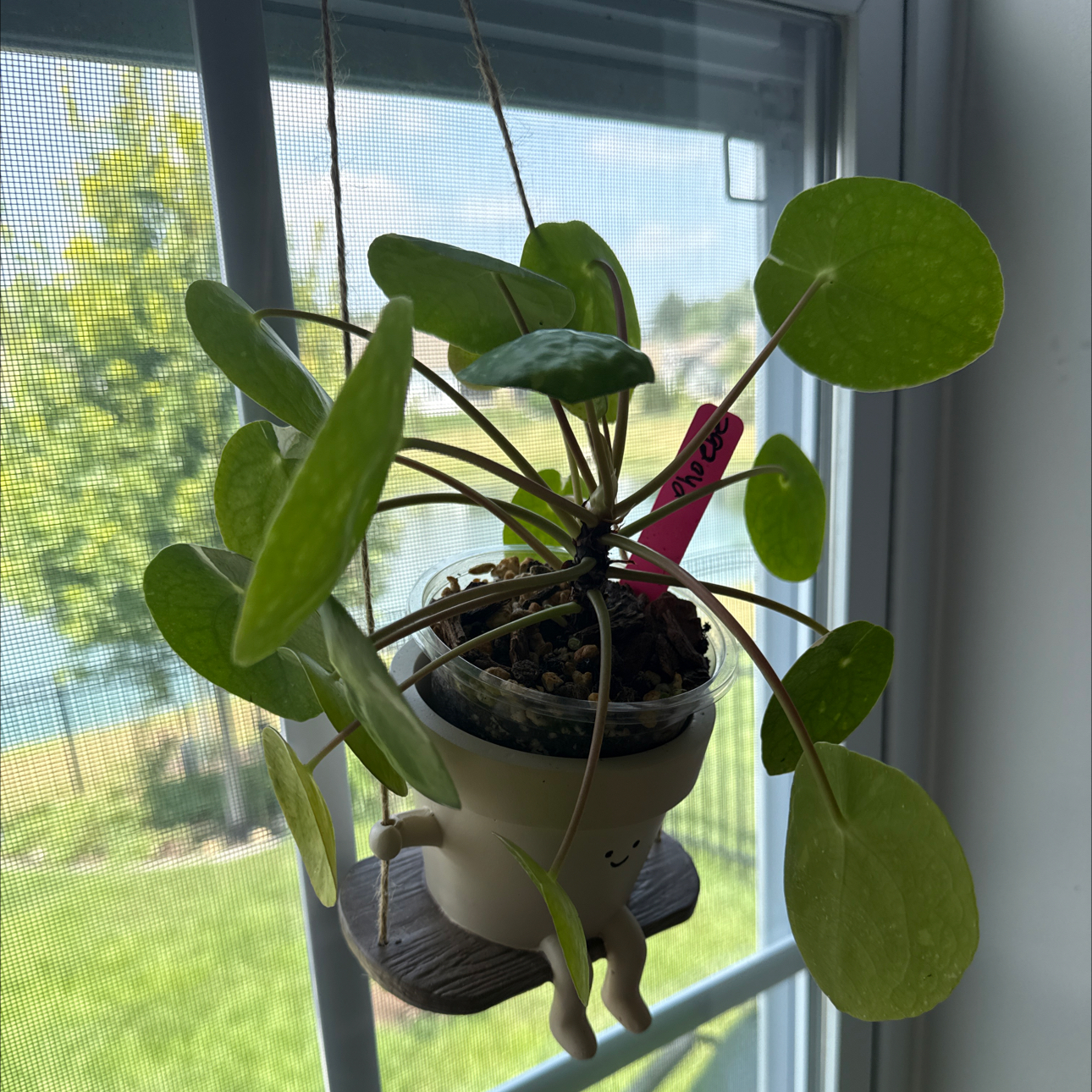 Photo of the plant species Variegated Chinese Money Plant by @Grandmaplants named Phoebe on Greg, the plant care app