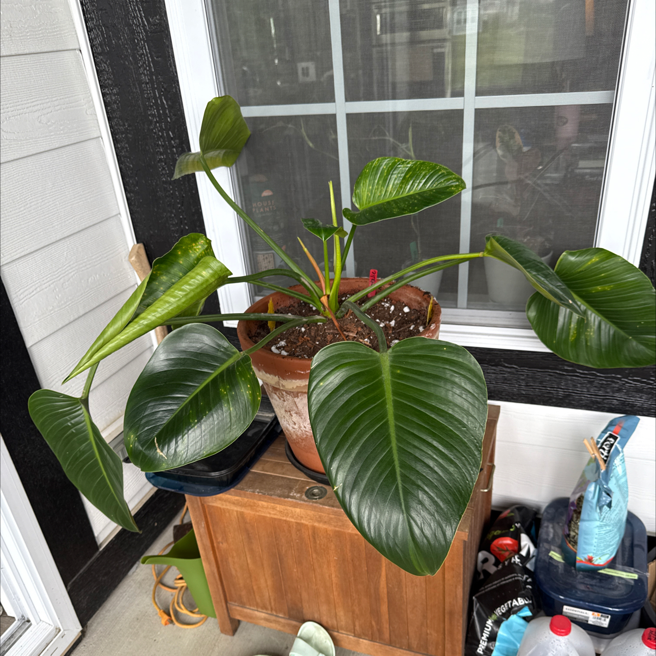 Photo of the plant species Philodendron 'Emerald Queen' by @Grandmaplants named Natalie on Greg, the plant care app