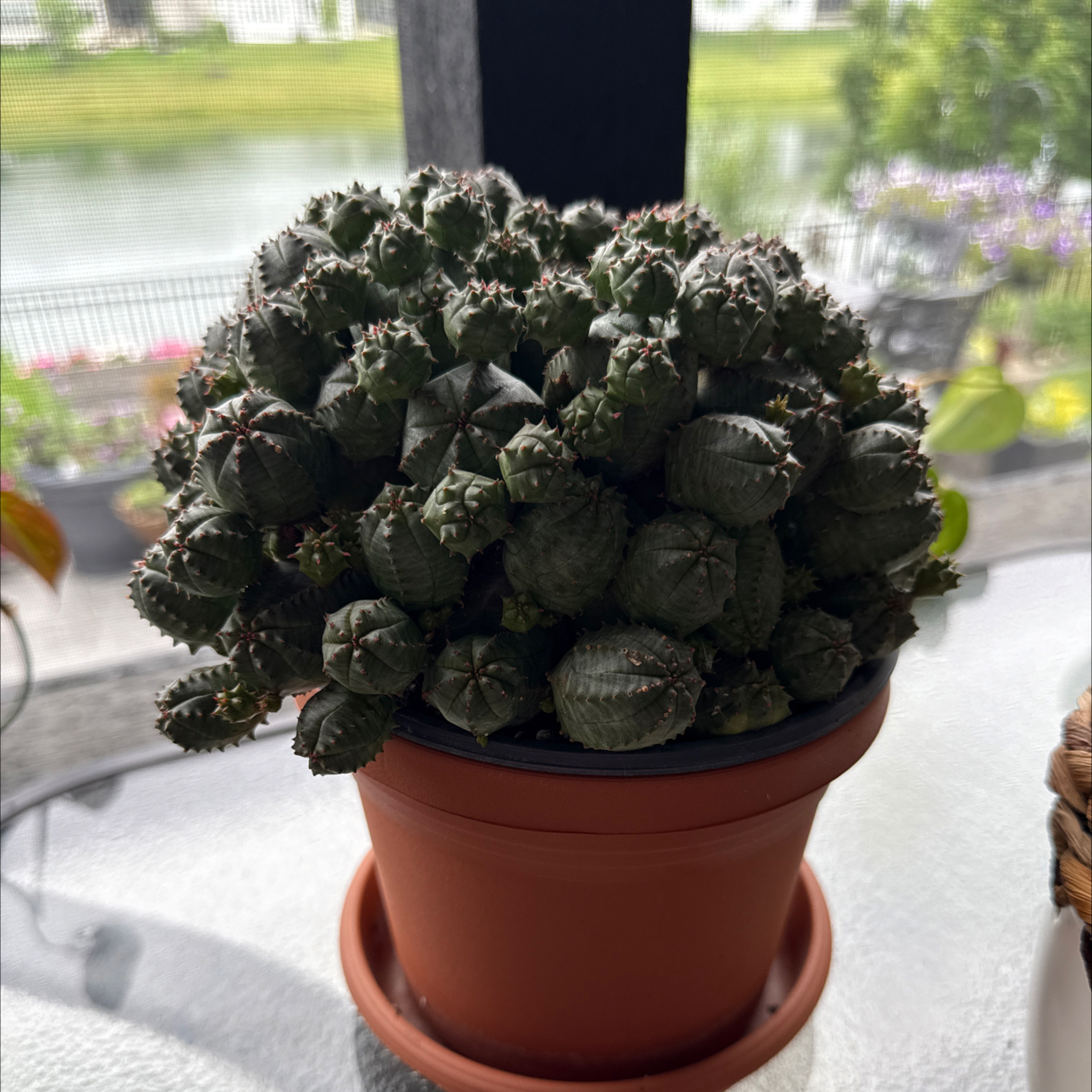 Photo of the plant species Euphorbia monstrose by @Grandmaplants named Bubbles on Greg, the plant care app