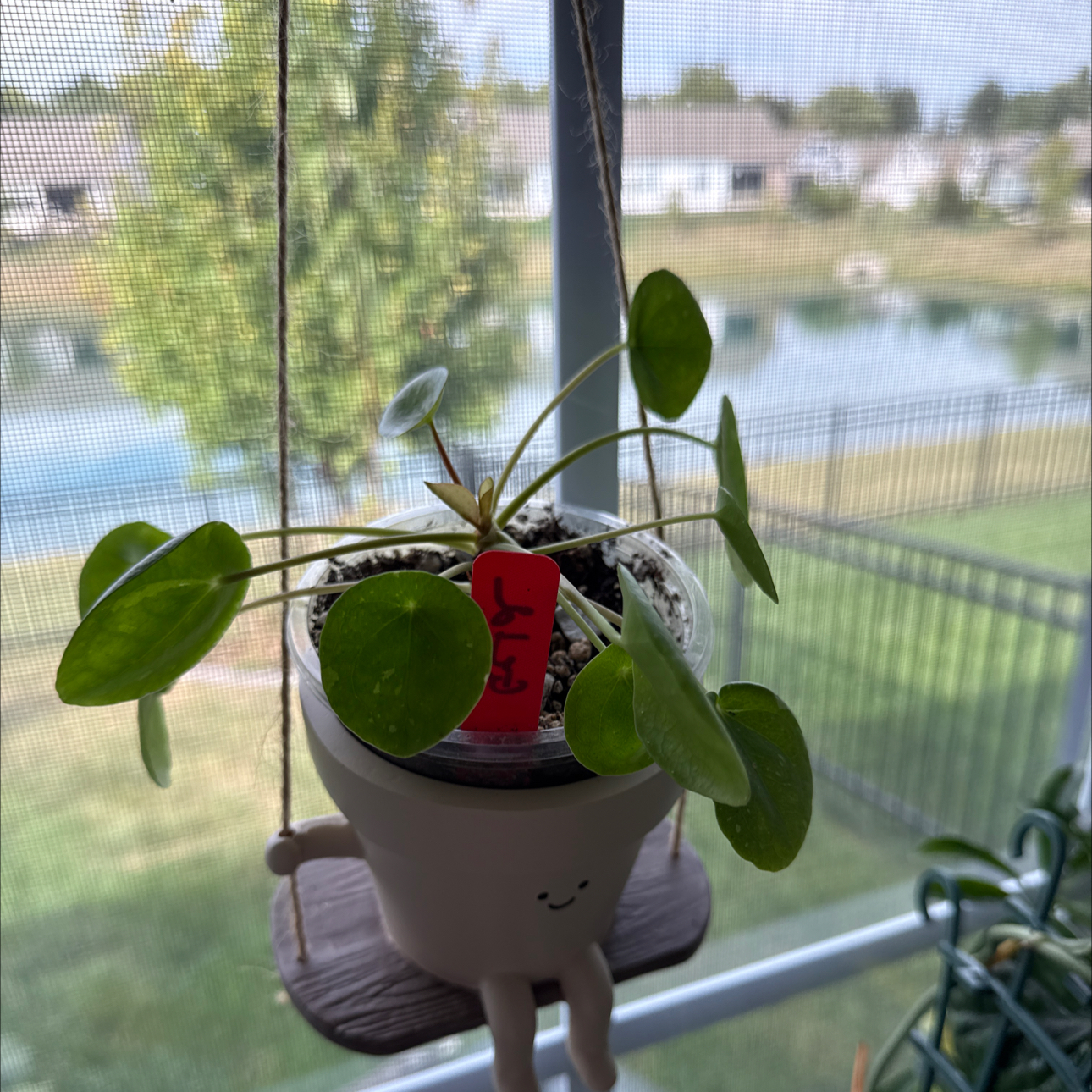 Photo of the plant species Variegated Chinese Money Plant by @Grandmaplants named Geld on Greg, the plant care app