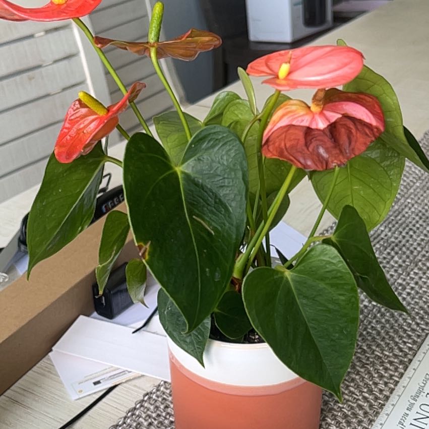 Photo of the plant species Flamingo Lily by @Grandmaplants named Harper on Greg, the plant care app
