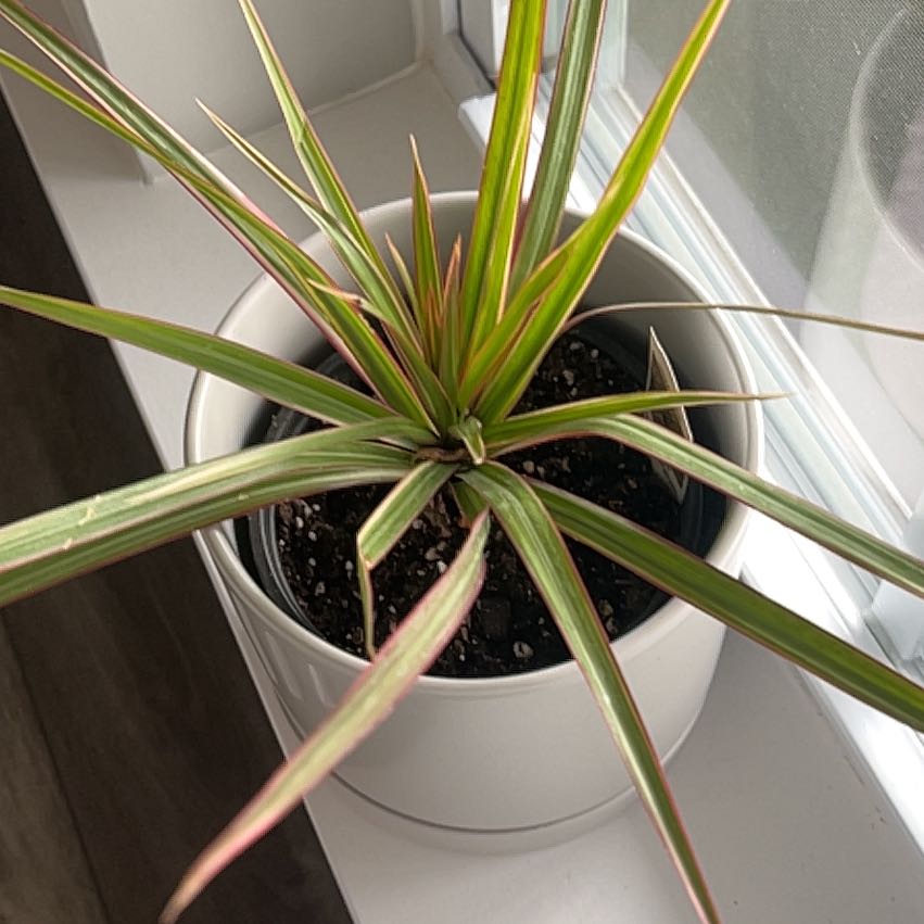 Photo of the plant species Dracaena bicolor by @Grandmaplants named Darwin on Greg, the plant care app
