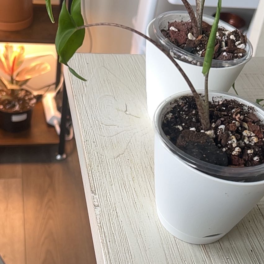 Photo of the plant species Stingray Plant by @Grandmaplants named Jeff on Greg, the plant care app