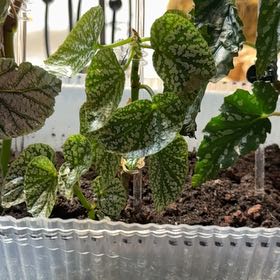 Photo of the plant species Begonia rex-cultorum 'Snow Capped' by @Grandmaplants named Hagar on Greg, the plant care app