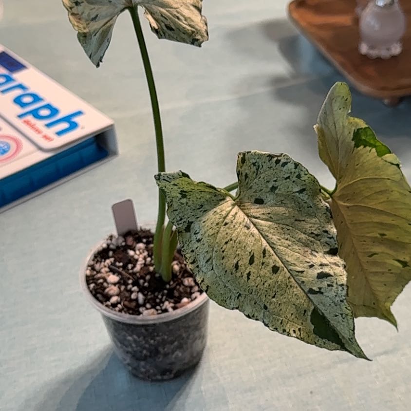 Photo of the plant species syngonium green splash by @Grandmaplants named Winston on Greg, the plant care app