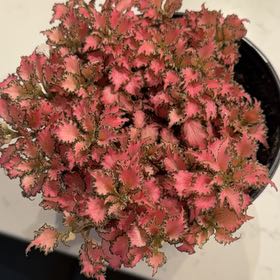 Photo of the plant species Miniature Nerve Plant by @Grandmaplants named Aria on Greg, the plant care app