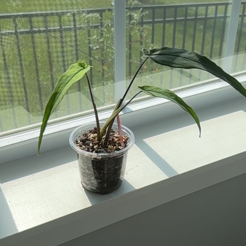 Photo of the plant species Lance Leaf Elephant Ear by @Grandmaplants named Nugget on Greg, the plant care app