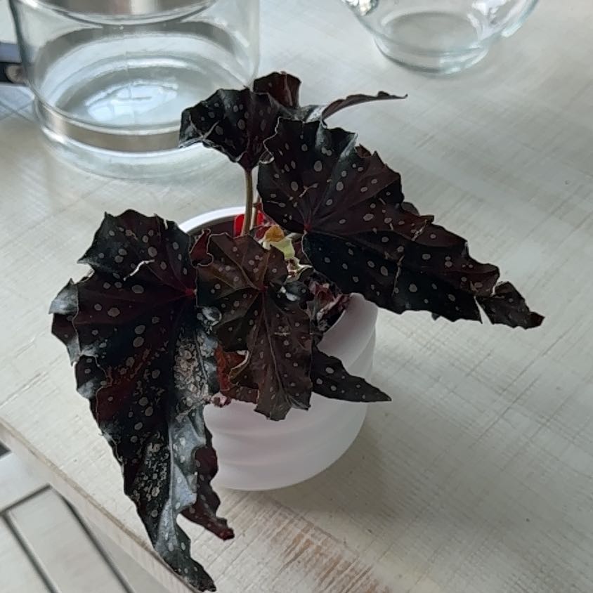 Photo of the plant species Begonia 'Black Forest' by @Grandmaplants named Osmo on Greg, the plant care app
