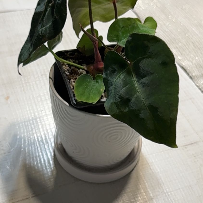 Photo of the plant species Anthurium forgetii by @Grandmaplants named Darlene on Greg, the plant care app