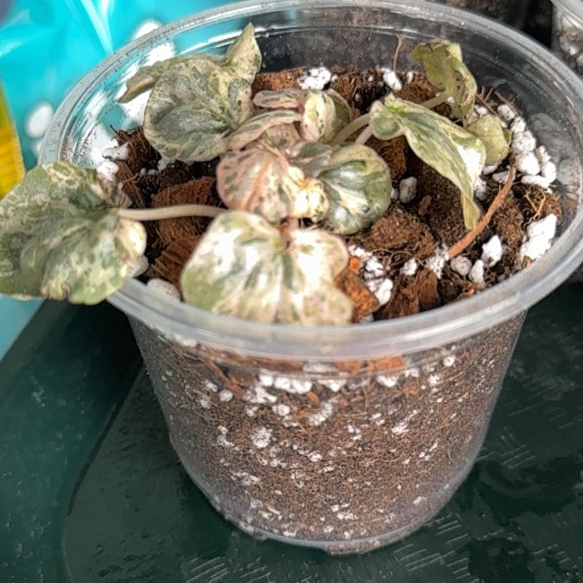Photo of the plant species Peperomia Pink Lady by @Grandmaplants named Charlotte on Greg, the plant care app
