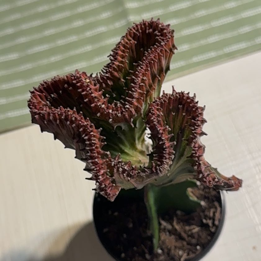 Photo of the plant species Mermaid tail, cactus by @Grandmaplants named Ariel on Greg, the plant care app