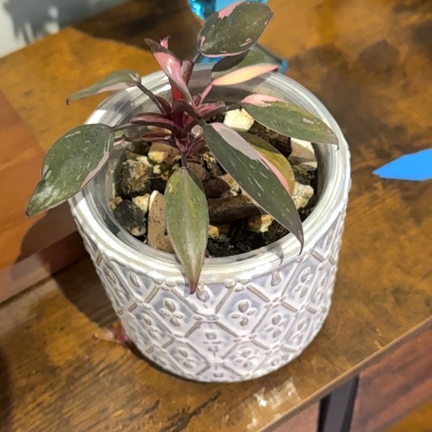 Photo of the plant species Pink Princess Galaxy by @Grandmaplants named Star on Greg, the plant care app