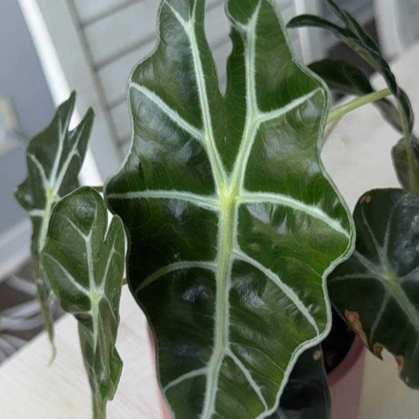 Photo of the plant species Alocasia by @Grandmaplants named Beckett on Greg, the plant care app