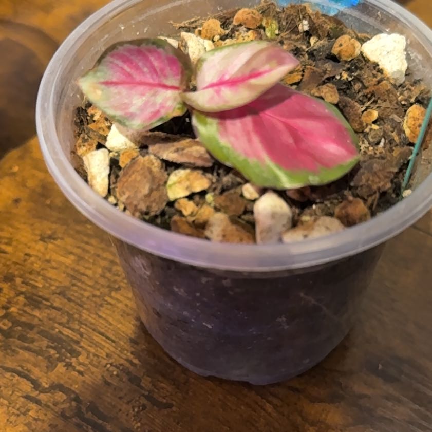 Photo of the plant species calathea rosy by @Grandmaplants named Simone on Greg, the plant care app