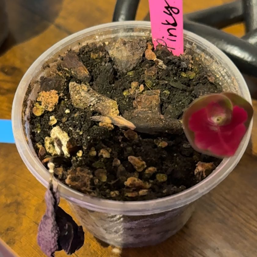 Photo of the plant species calathea rosy by @Grandmaplants named Pinky on Greg, the plant care app