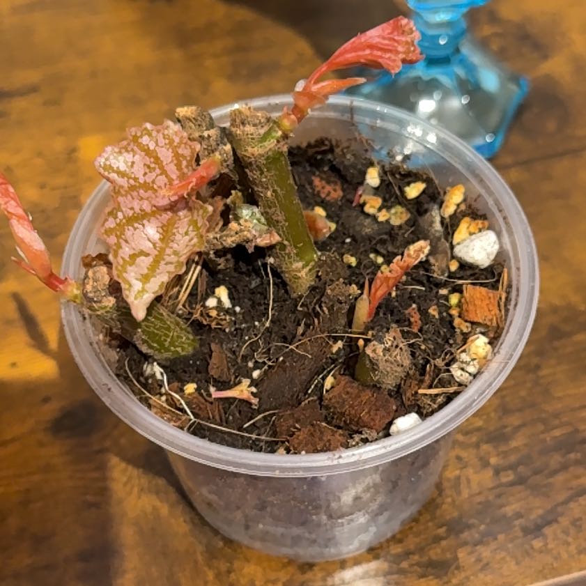 Photo of the plant species Begonia 'Don Miller' by @Grandmaplants named Sage on Greg, the plant care app