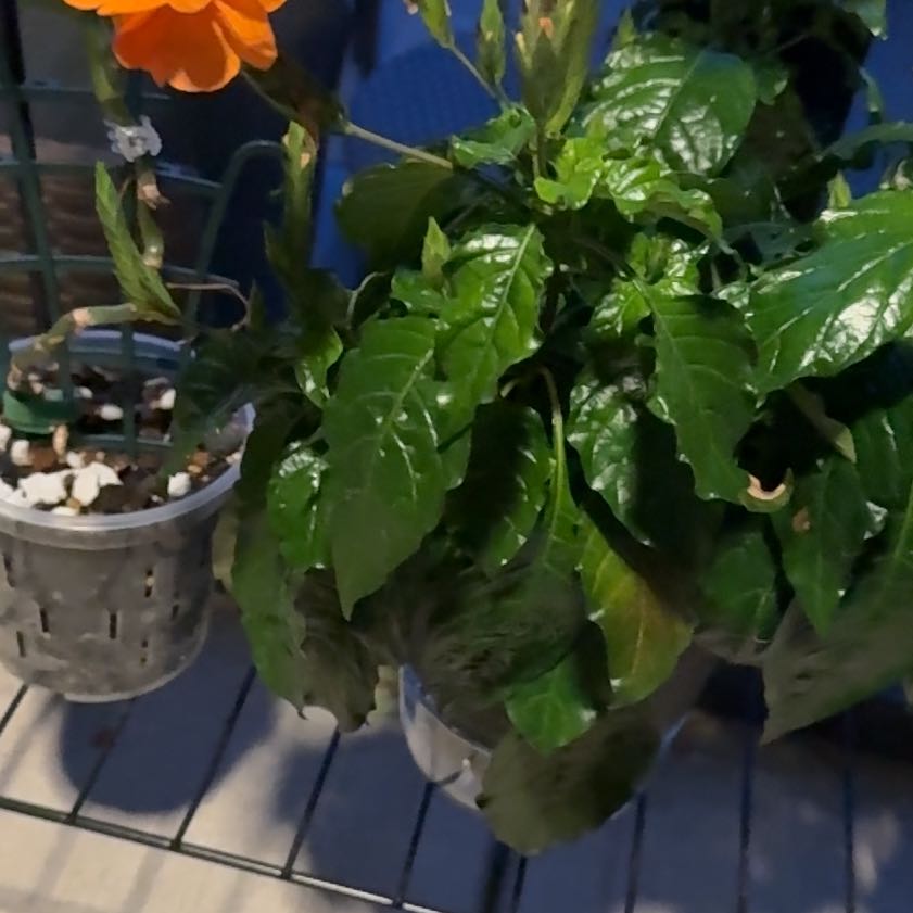 Photo of the plant species Firecracker Flower by @Grandmaplants named Tanner on Greg, the plant care app