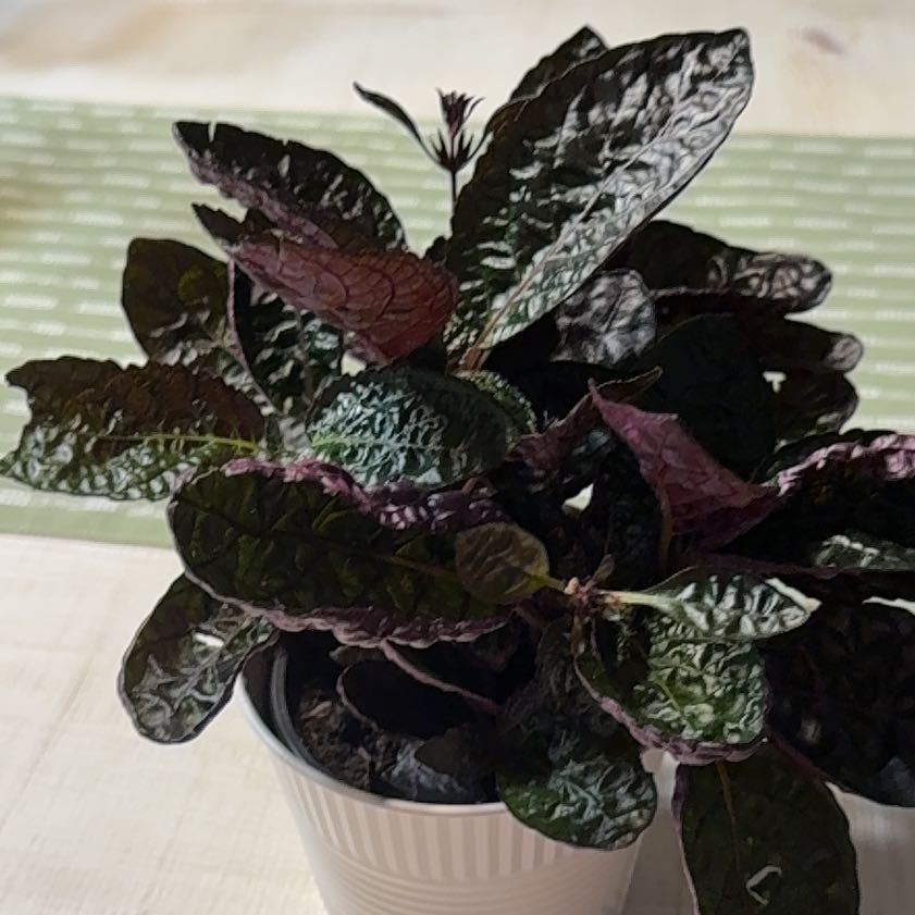 Photo of the plant species Waffle Plant by @Grandmaplants named Riley on Greg, the plant care app