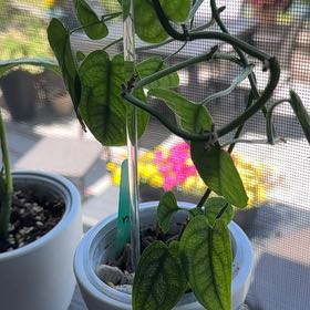Photo of the plant species monstera siltepecanna by @Grandmaplants named Lavender on Greg, the plant care app