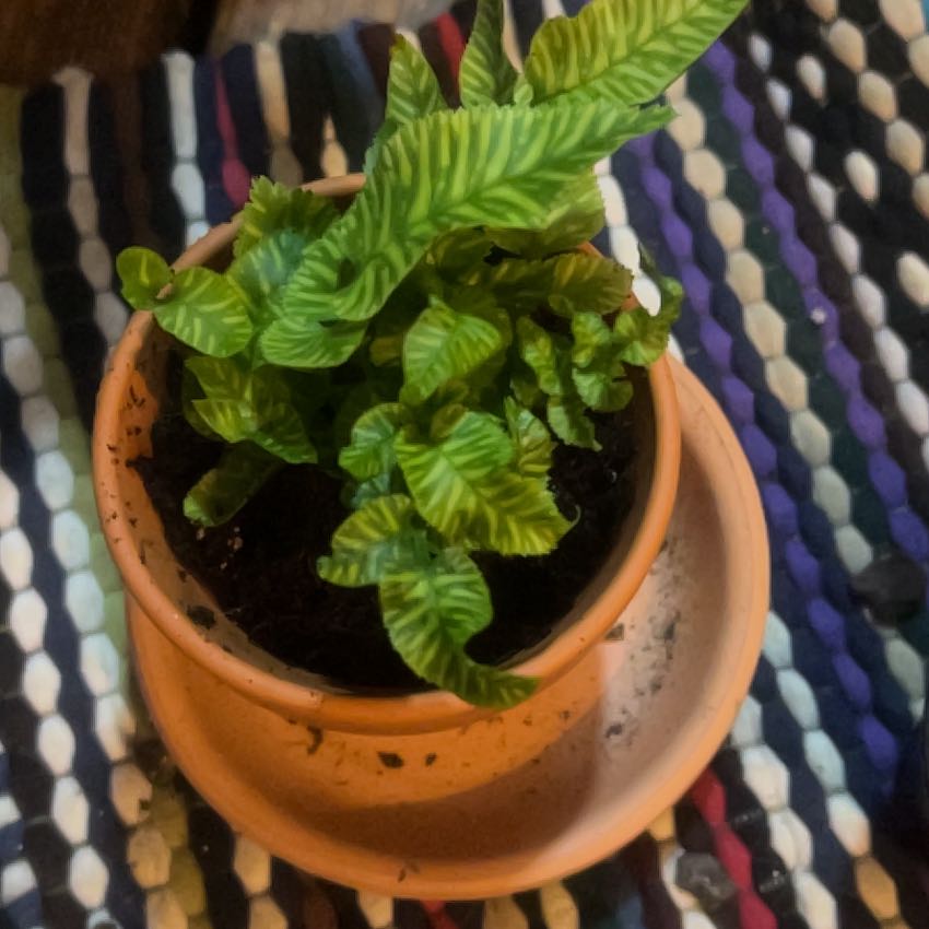 Photo of the plant species Bamboo Golden Zebra FERN by @EnlivenedPawpaw named Golden Zebra on Greg, the plant care app