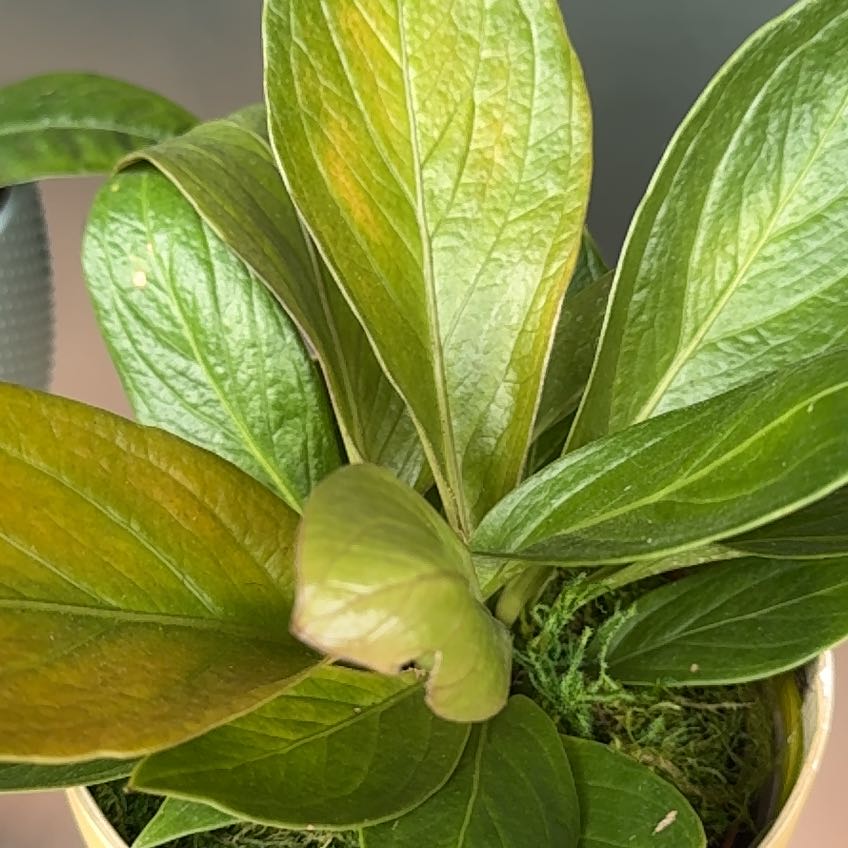 Photo of the plant species Lovely Green by @RealLancefern named Luna on Greg, the plant care app